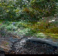 Browns Forest Loop Trail - Accommodation Mount Tamborine