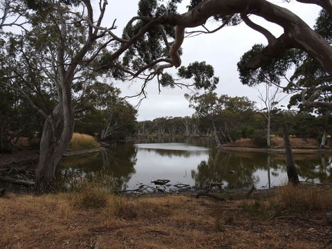 Duck Lagoon - Accommodation Mount Tamborine 0