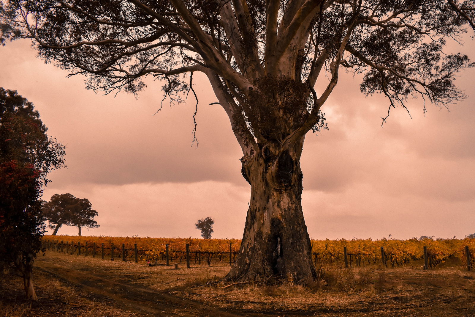 Wolseley SA Accommodation Mount Tamborine