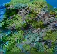 Keeper Reef Dive Site - Accommodation Mount Tamborine