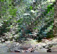 Lyrebird track - Accommodation Mount Tamborine