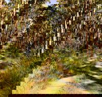 Mining Road Fire Trail Old Gibber Road Rire Trail - Accommodation Mount Tamborine