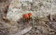 Moorooduc Quarry Walk & Stairs Circuit - thumb 0