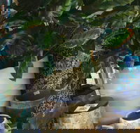 Noreen's Seaside Shop - Accommodation Mount Tamborine