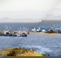 Portarlington - Accommodation Mount Tamborine