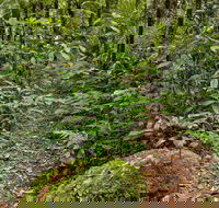 Red Cedar Loop - Accommodation Mount Tamborine