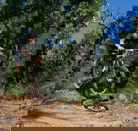Scorpion Trail Kalamunda Mountain Bike Trails - Accommodation Mount Tamborine