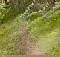 Three Views walking track - Accommodation Mount Tamborine