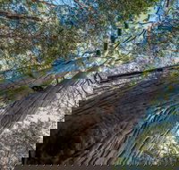 Wallumatta Nature Reserve - Accommodation Mount Tamborine