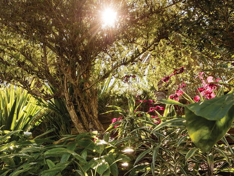 Wendy Whiteley's Secret Garden - Accommodation Mount Tamborine 1