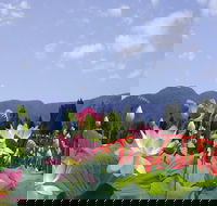 Blue Lotus Water Garden - Accommodation Mount Tamborine