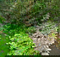 Brindle Creek Picnic Area - Accommodation Mount Tamborine