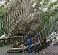 Curtain Fig Tree Yungaburra - Accommodation Mount Tamborine