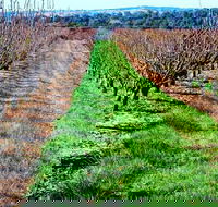 Hall Family Orchards - Accommodation Mount Tamborine