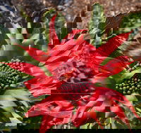 Inverawe Native Gardens - Accommodation Mount Tamborine