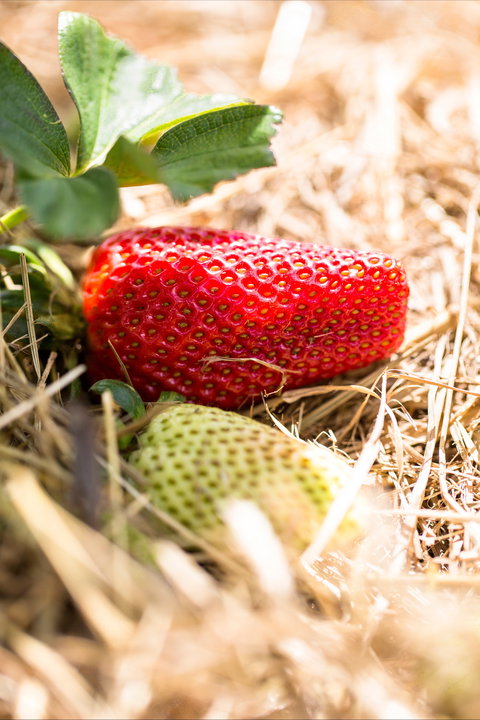 Kate's Berry Farm - Accommodation Mount Tamborine 2