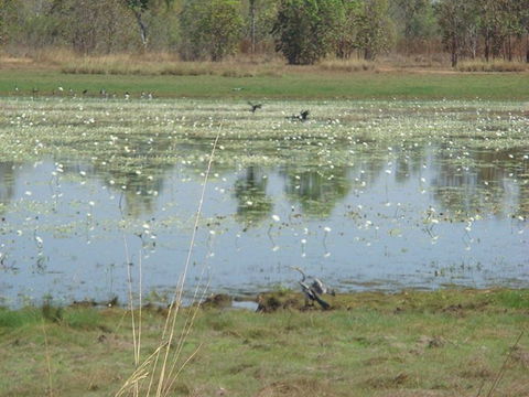 Leaning Tree Lagoon Nature Park - Accommodation Mount Tamborine 0