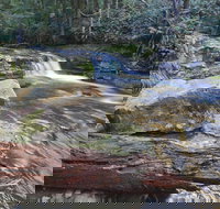 Liffey Falls Reserve - Accommodation Mount Tamborine