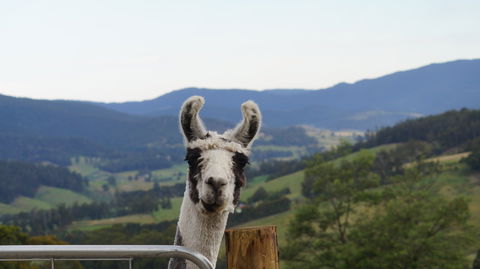 Llama Walks Tasmania - Accommodation Mount Tamborine 0