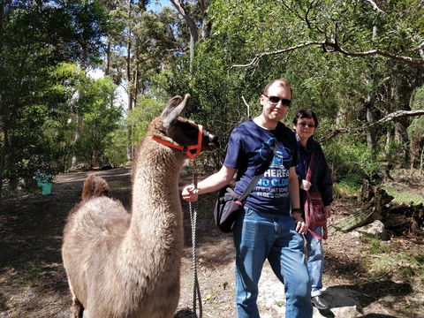 Llama Walks Tasmania - Accommodation Mount Tamborine 1