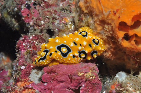 Magic Mountain Dive Site - Accommodation Mount Tamborine 0