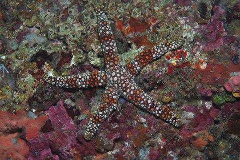 Magic Mountain Dive Site - Accommodation Mount Tamborine 1