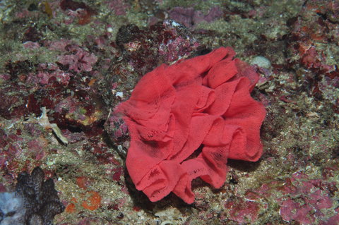 Magic Mountain Dive Site - Accommodation Mount Tamborine 2
