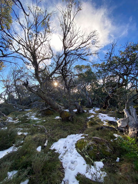 Mount Torbreck Summit Walk - Accommodation Mount Tamborine 0