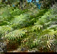 Mungo Rainforest Walk - Accommodation Mount Tamborine