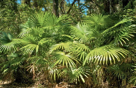 Mungo Rainforest Walk - Accommodation Mount Tamborine 0