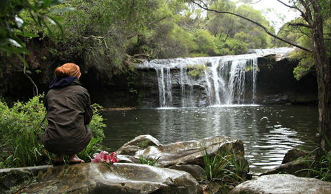 Nellies Glen Picnic Area - Accommodation Mount Tamborine 0