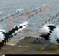 Pelican Feeding - Accommodation Mount Tamborine