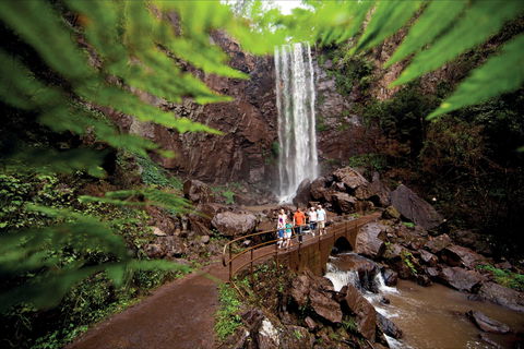 Queen Mary Falls Circuit, Main Range National Park - Accommodation Mount Tamborine 0