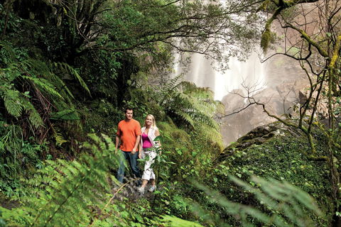Queen Mary Falls Circuit, Main Range National Park - Accommodation Mount Tamborine 2