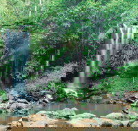 Tamborine National Park - Accommodation Mount Tamborine