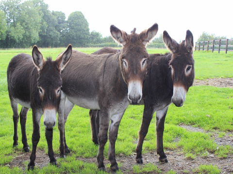 The Good Samaritan Donkey Sanctuary - Accommodation Mount Tamborine 0