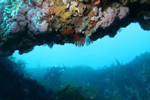 The Arches Marine Sanctuary - Accommodation Mount Tamborine 2