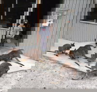 The Patriarch Wildlife Sanctuary - Accommodation Mount Tamborine