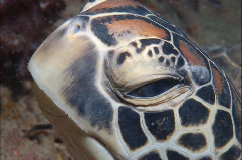 Turtle Bommie - Accommodation Mount Tamborine 0