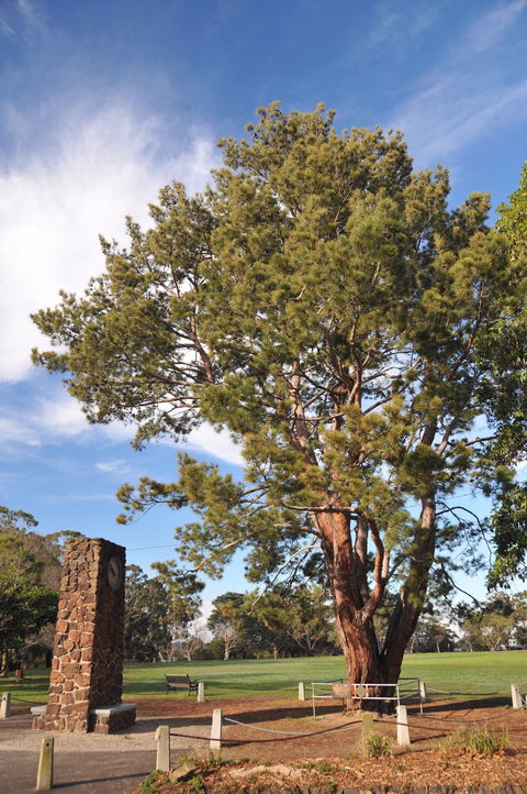 Wattle Park - Accommodation Mount Tamborine 2