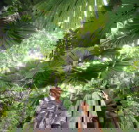 Wet Tropics Rainforest - Accommodation Mount Tamborine