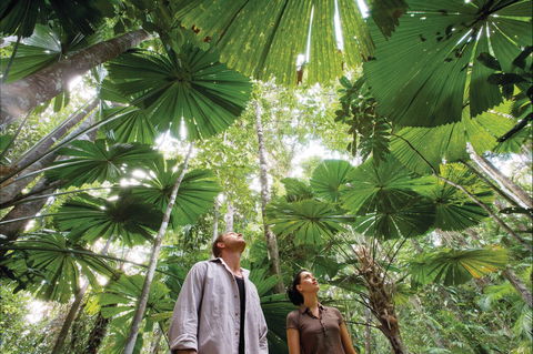 Wet Tropics Rainforest - Accommodation Mount Tamborine 0