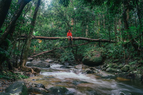 Wet Tropics Rainforest - Accommodation Mount Tamborine 1