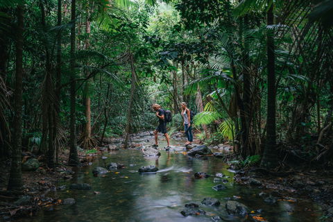 Wet Tropics Rainforest - Accommodation Mount Tamborine 2