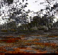 Woylie Walk Dryandra Woodland - Accommodation Mount Tamborine