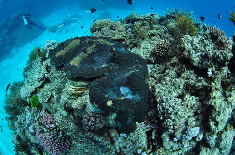 Wreck Bay Dive Site - Accommodation Mount Tamborine 1