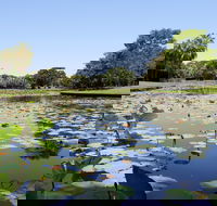 Anderson Park Botanic Gardens - Accommodation Mount Tamborine