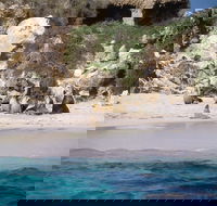 Australian Sea Lions - Accommodation Mount Tamborine