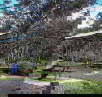 Barrington Tops State Forest - Accommodation Mount Tamborine