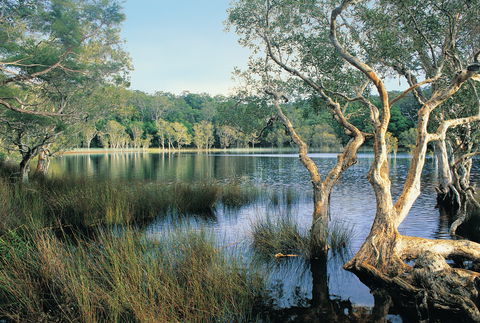 Cooloola, Great Sandy National Park - Accommodation Mount Tamborine 1